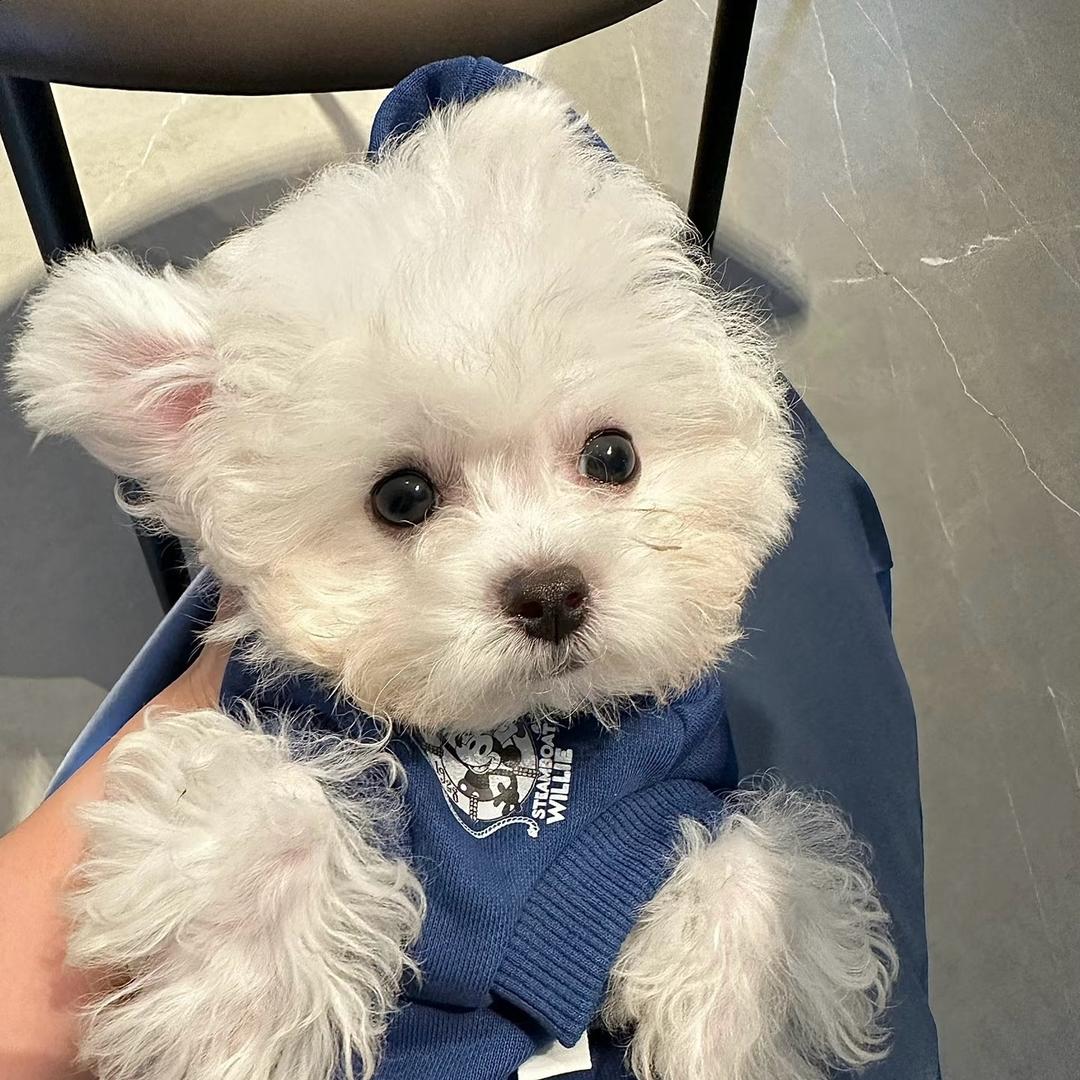 兜兜犬业2（直播号）