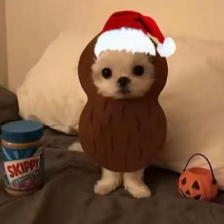 紫艺