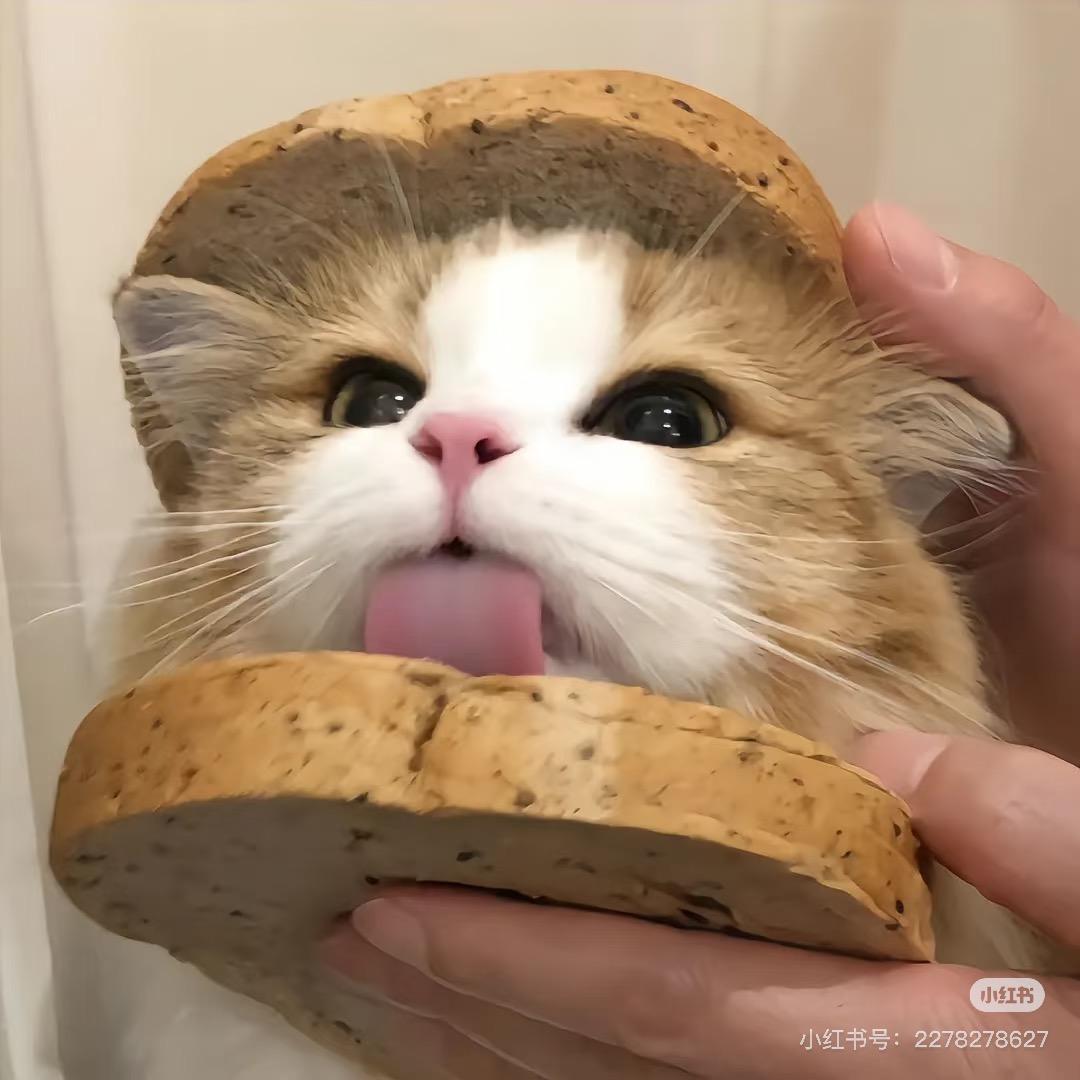 小猫*