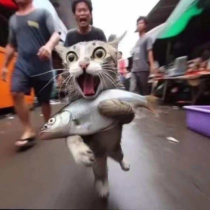 鹿橘屿笙