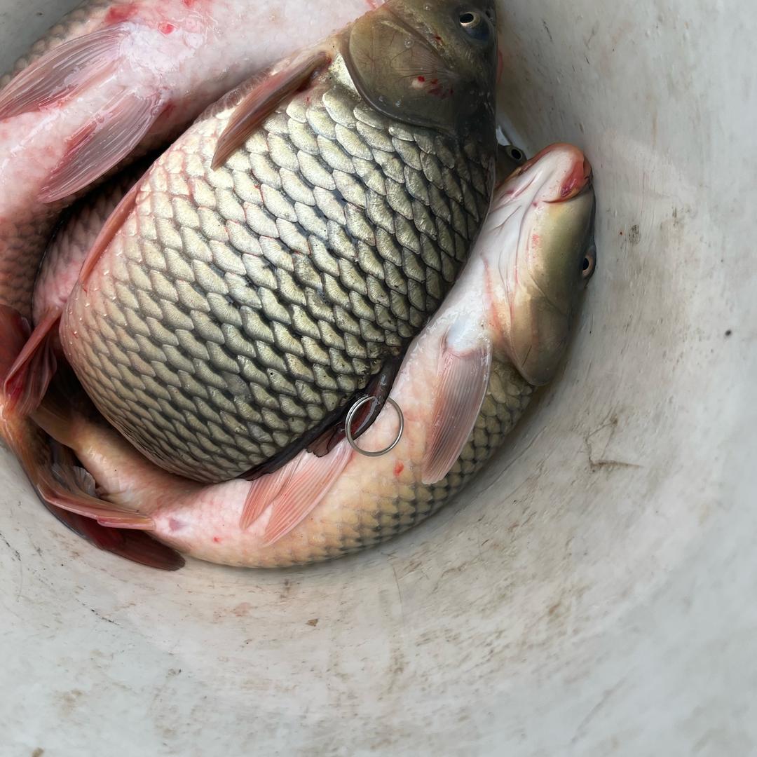 苏溪上山王村后塘休闲钓场