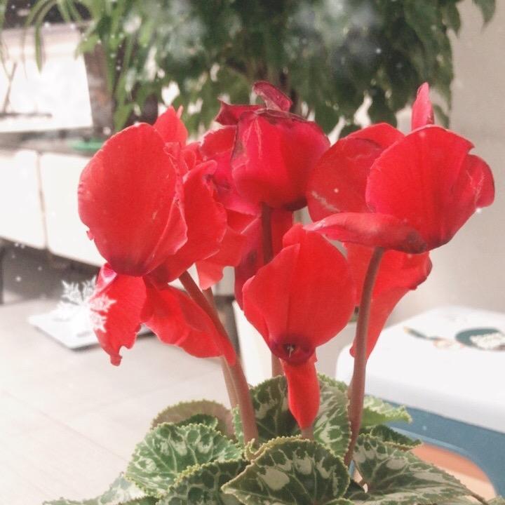 南姐 爱养花🌹