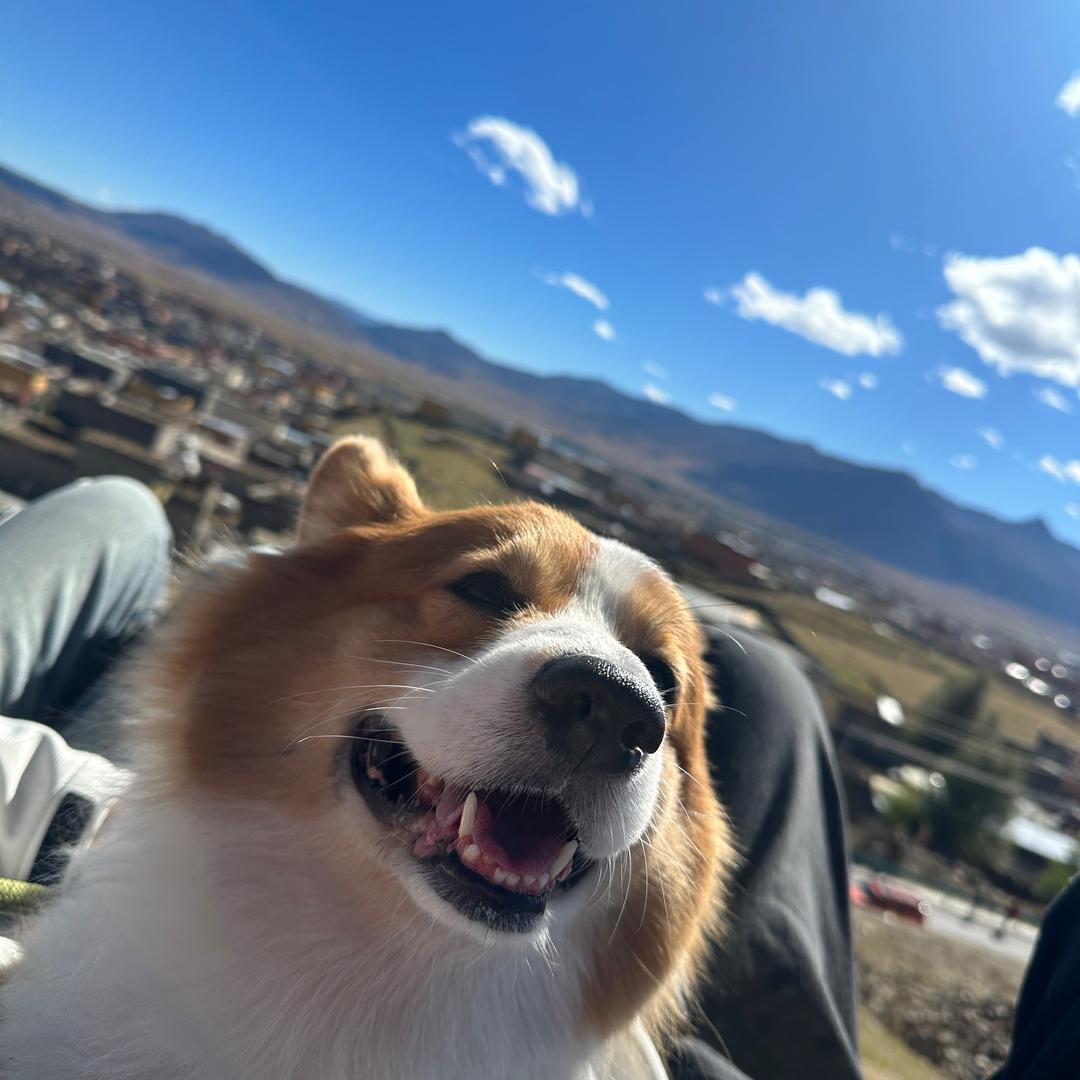 咩咩失误日记🐑