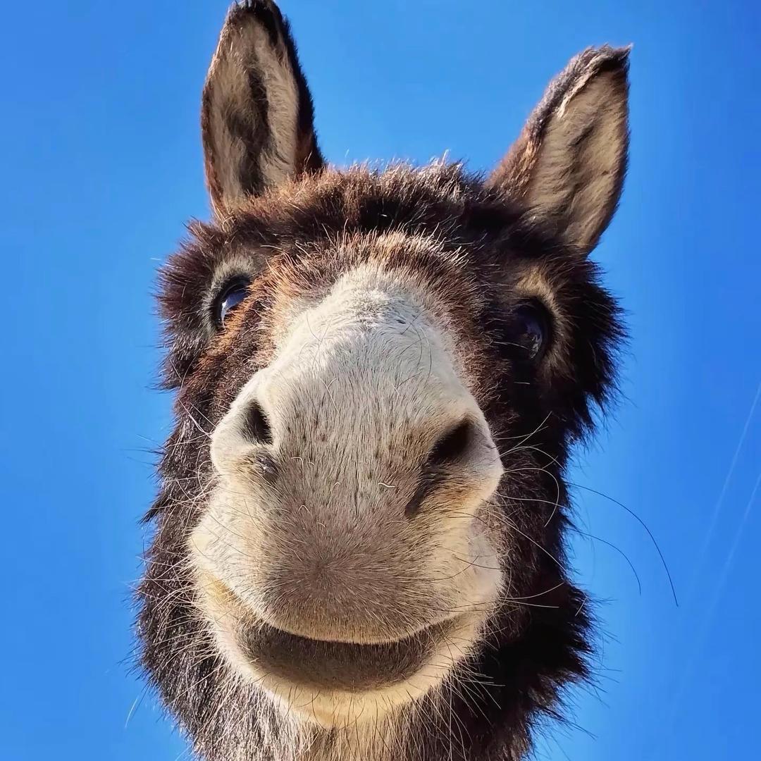 是飞飞吖🍊໒꒱· ﾟ