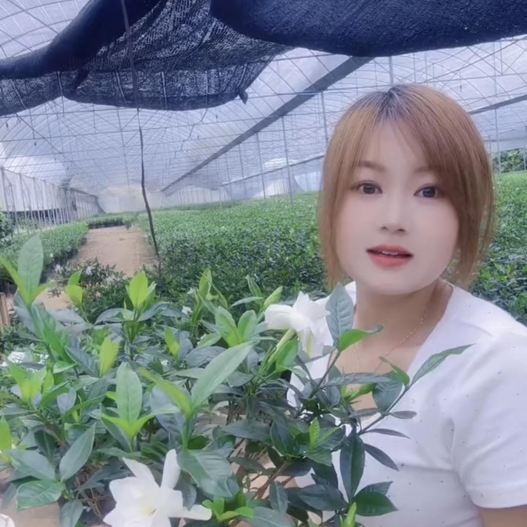 花之吻精品盆栽