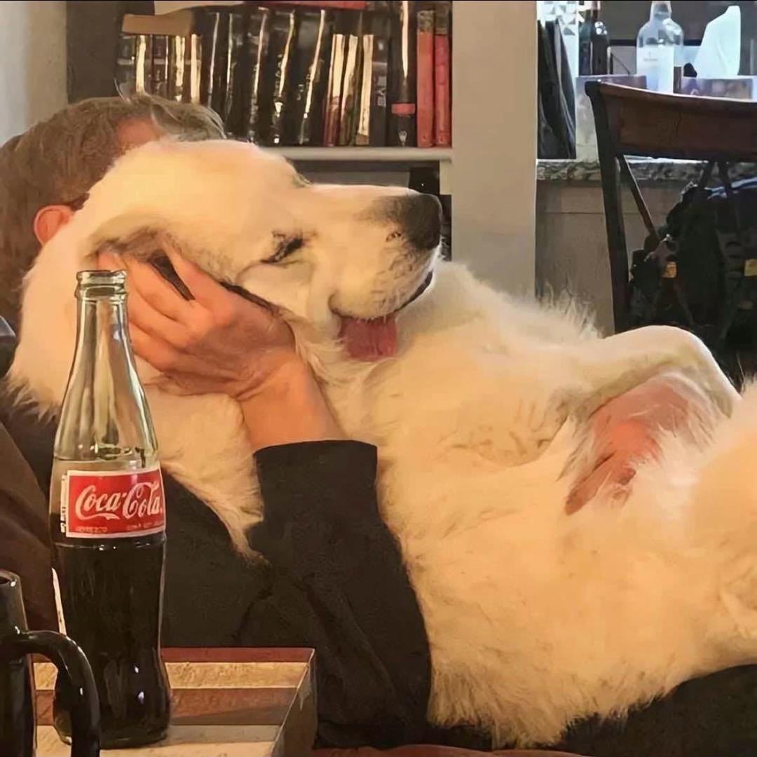 爱吃辣椒红肠的白云