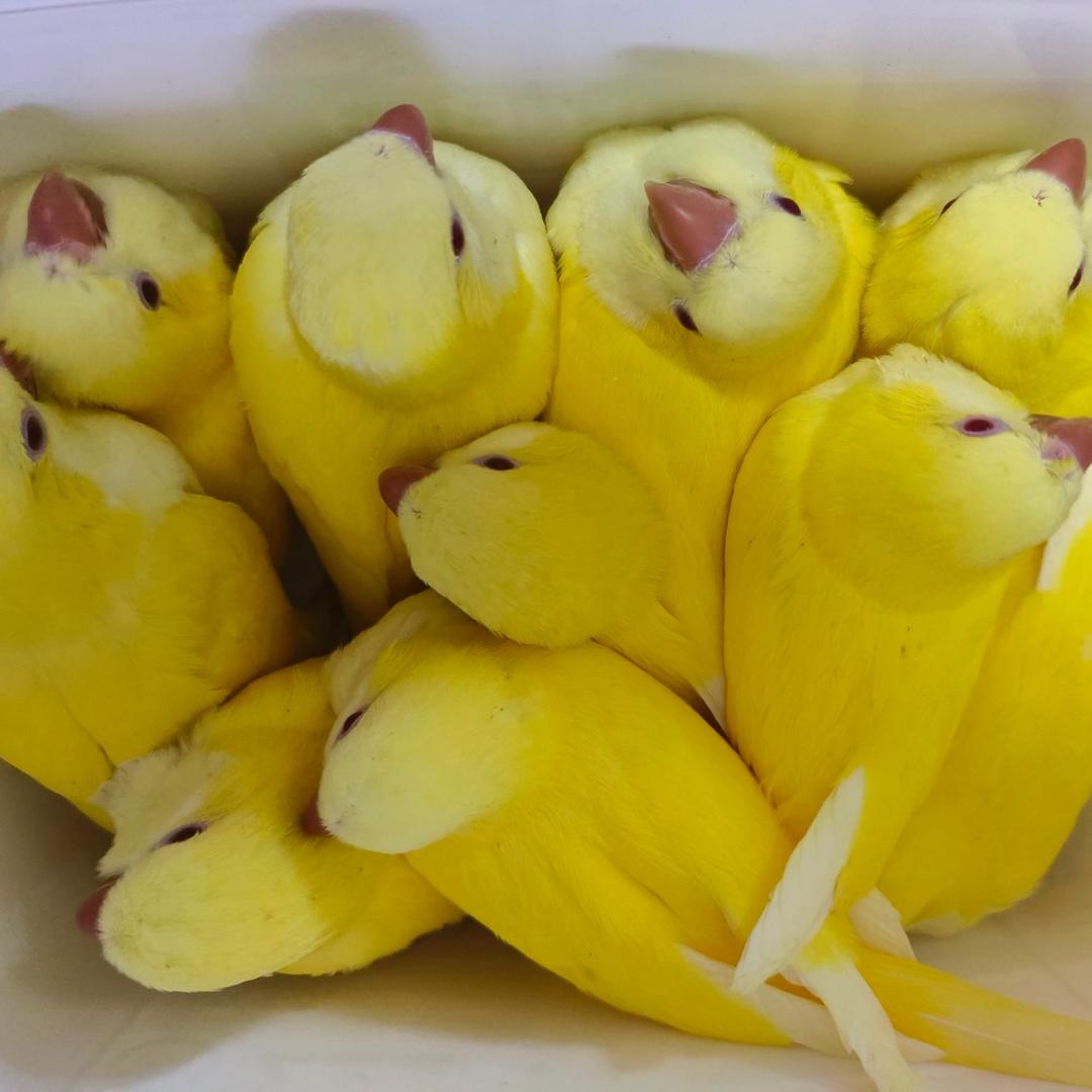 鹦鹉（千羽堂）