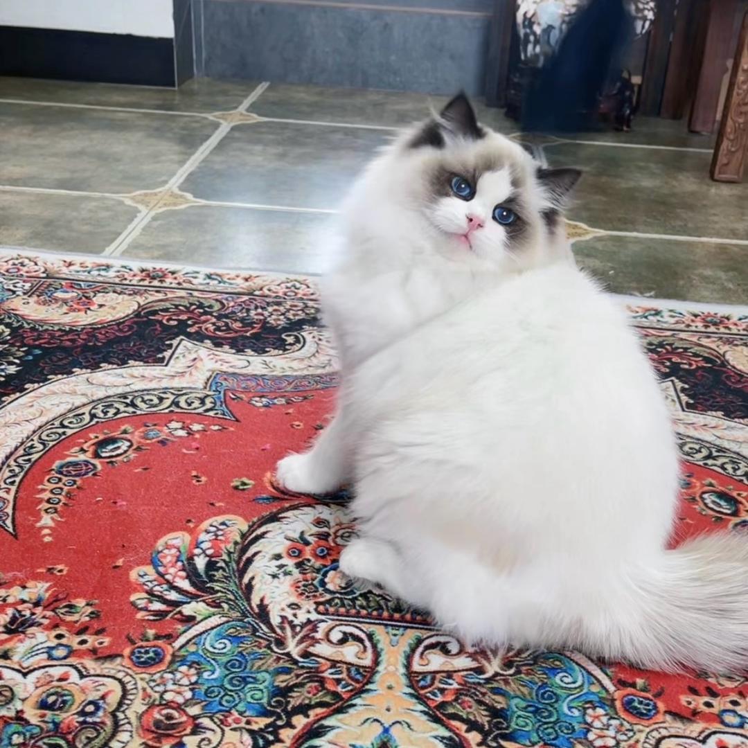 喜獴宠物店官方号