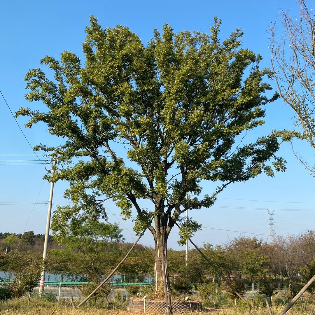 广发园林