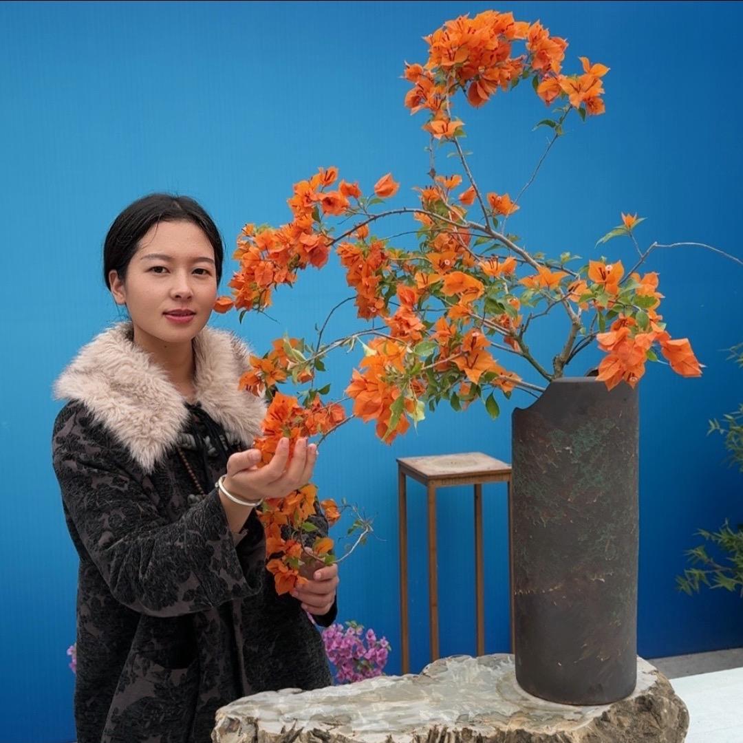 小婉三角梅