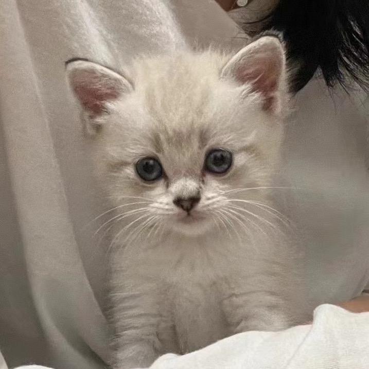 爱看推特的少萝皇帝