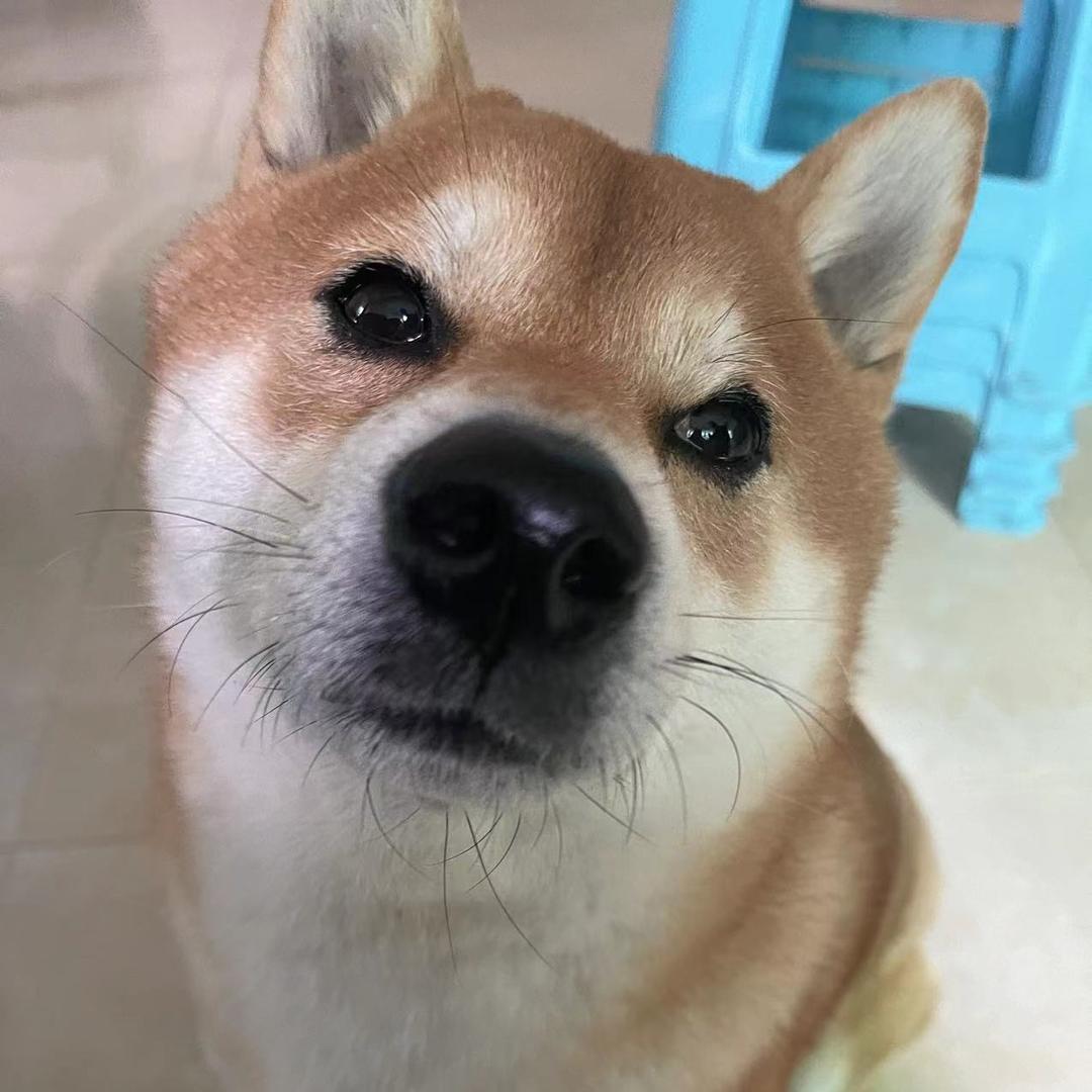 木仔真的是只狗🐶