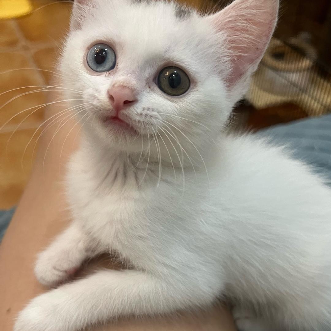 小马不来了