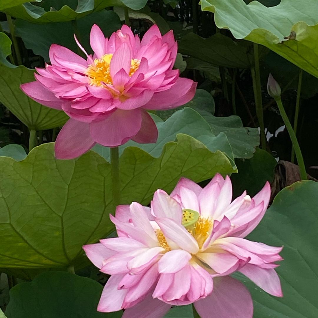 小丽丽