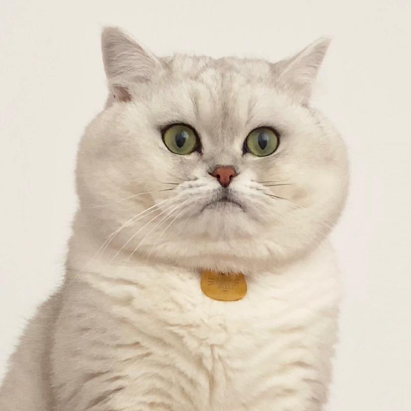 植树是只猫