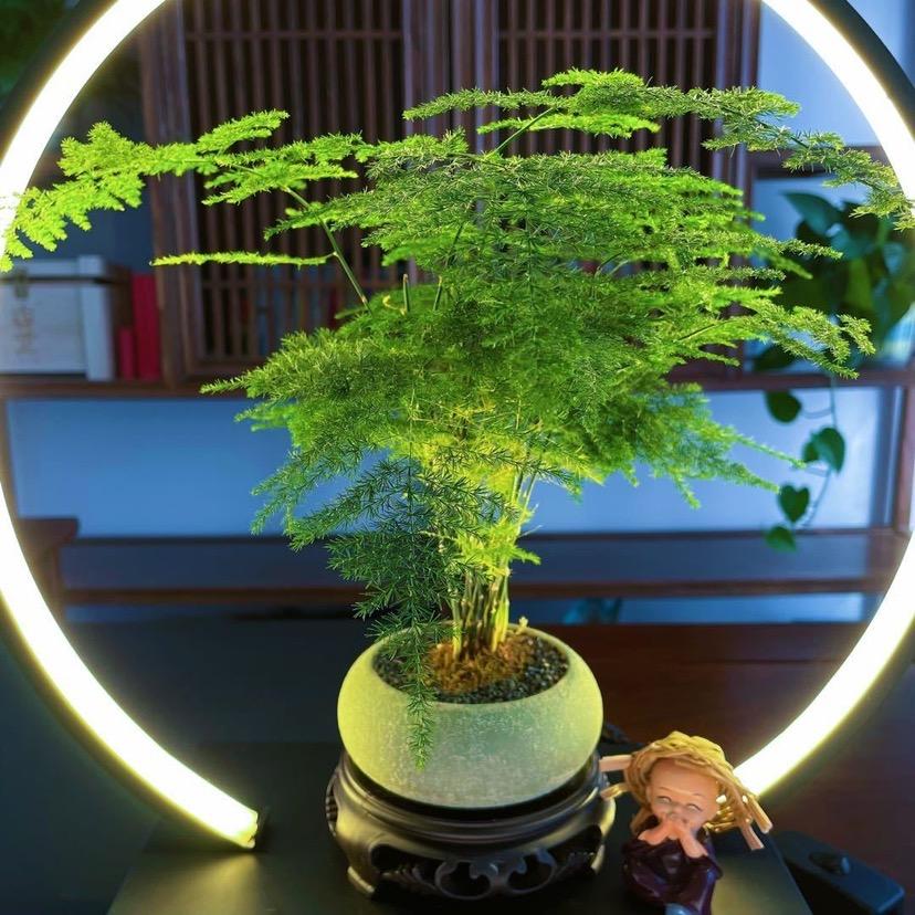 种花王小妹