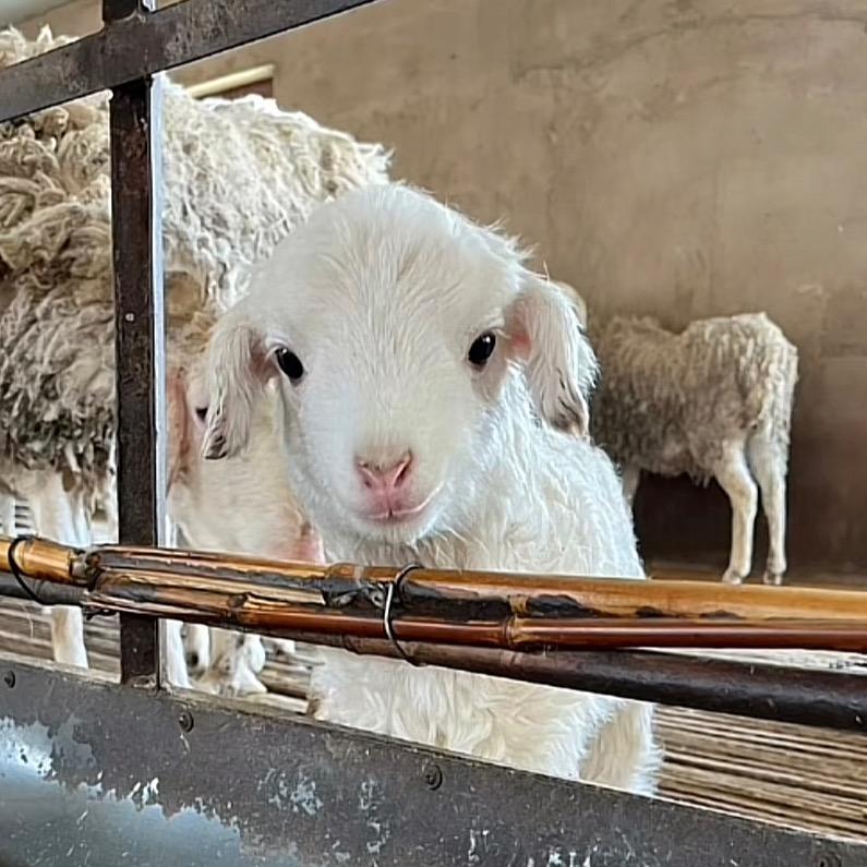 Handsome sheep