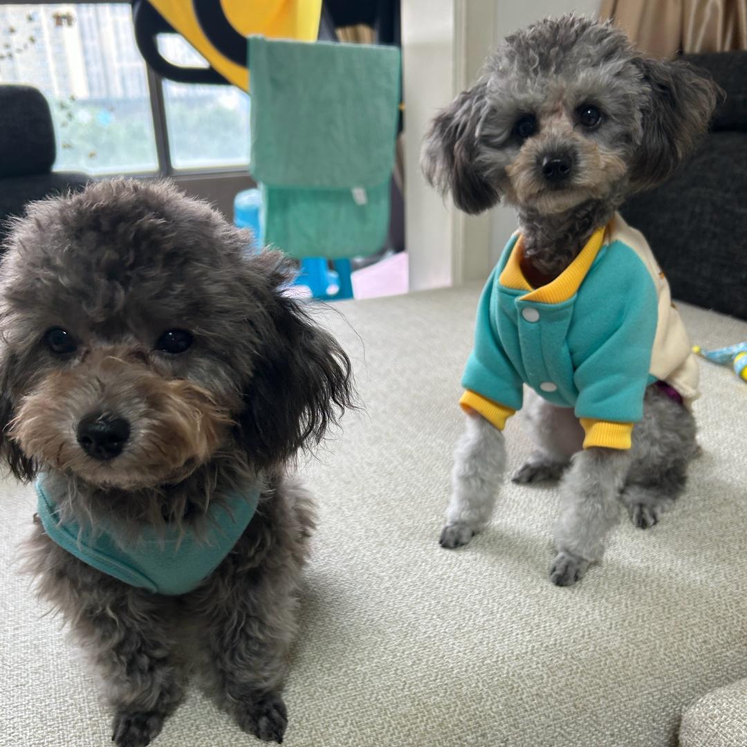 大宝和多咪是灰泰迪