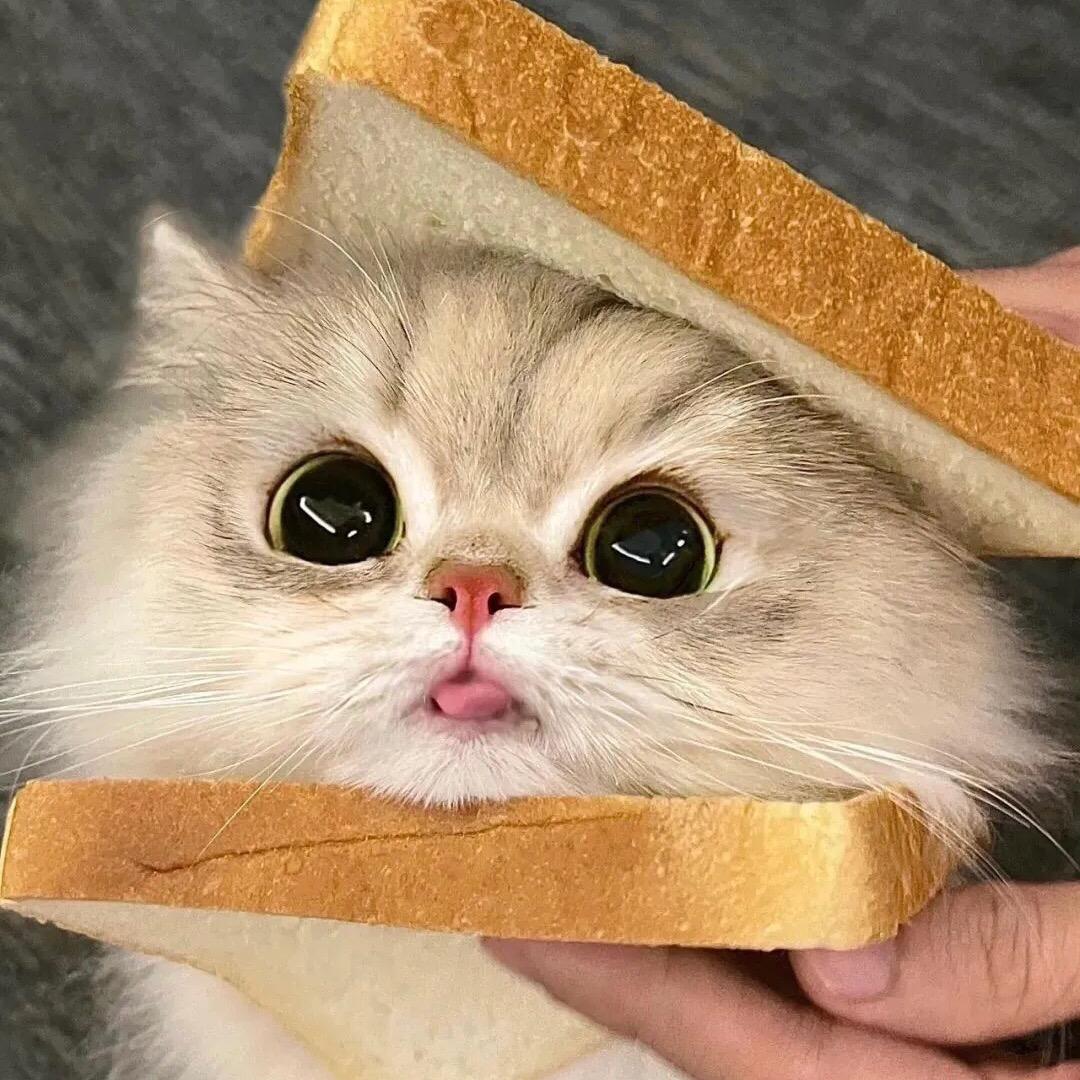 猫猫剧场