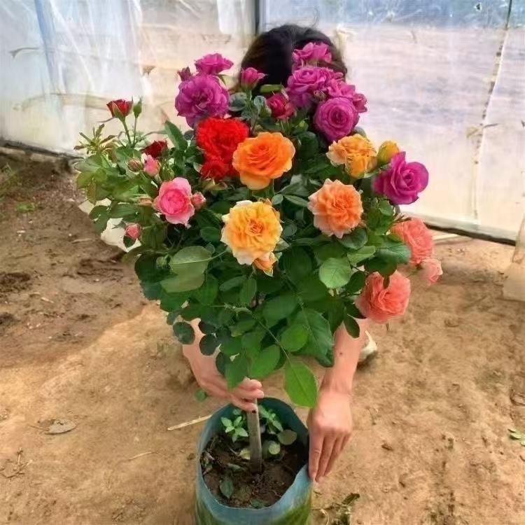 春卉淘花坊