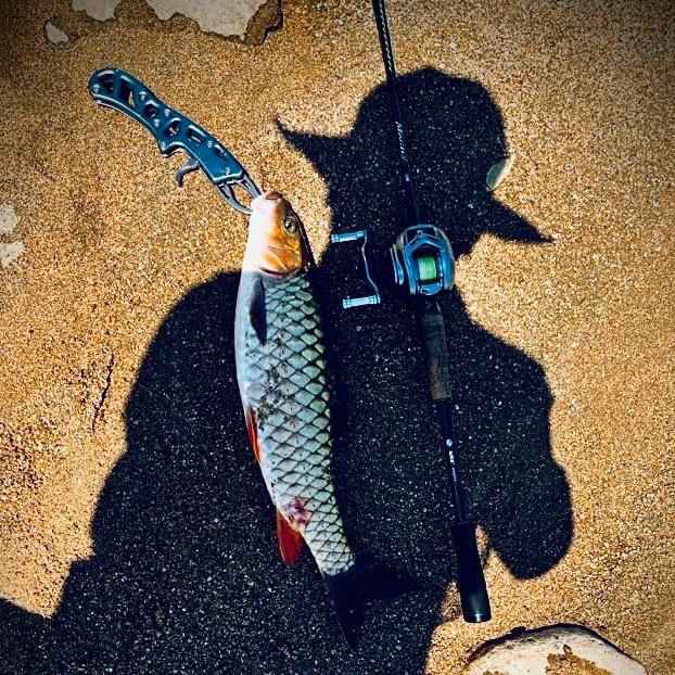 痴渔不吃鱼🎣