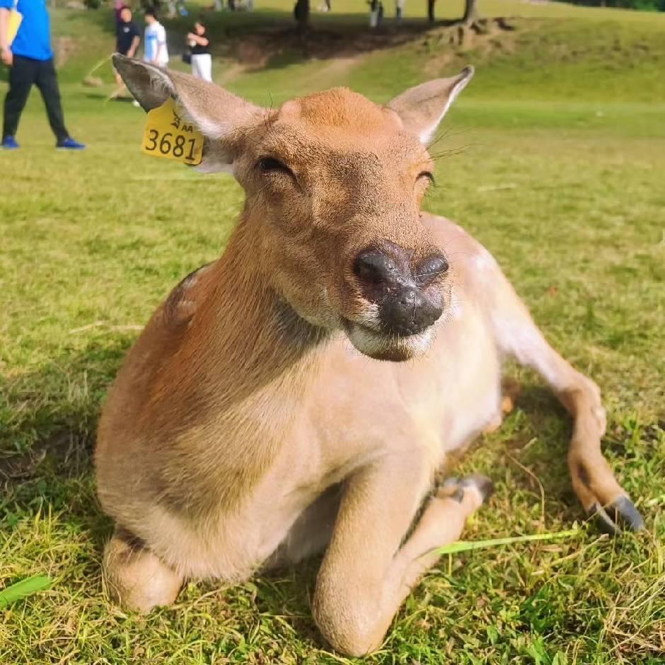 来财小可爱
