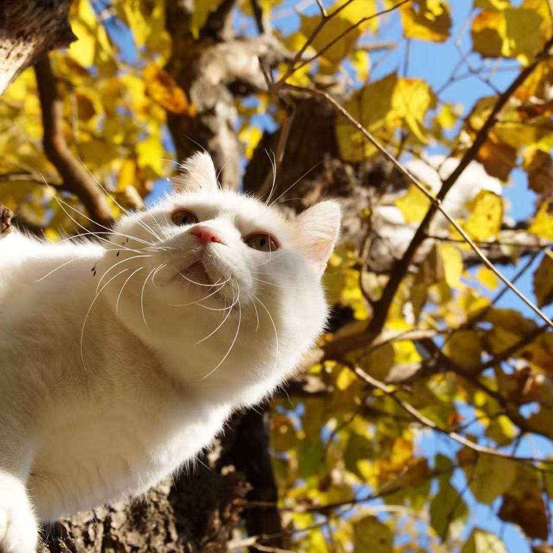猫叔🌻