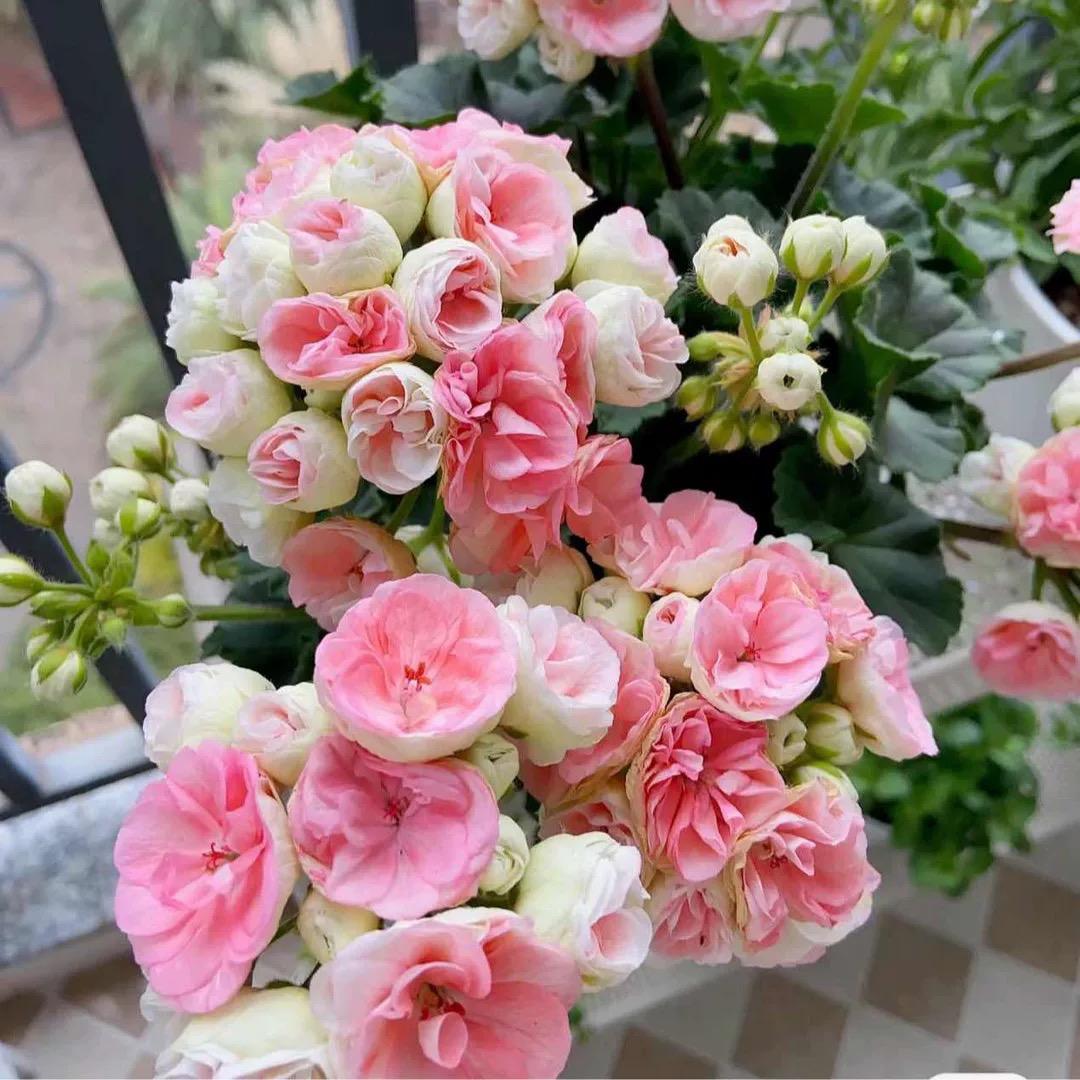 周哥花卉