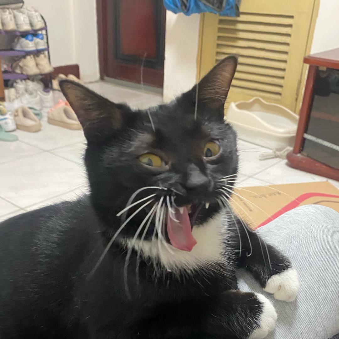 小咪虎🐯
