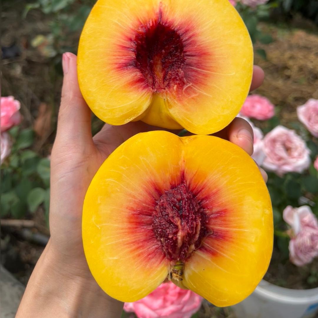 新场镇龙奉黄桃园（仅此一个号）