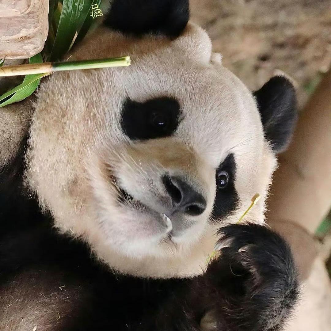 熊仔仔