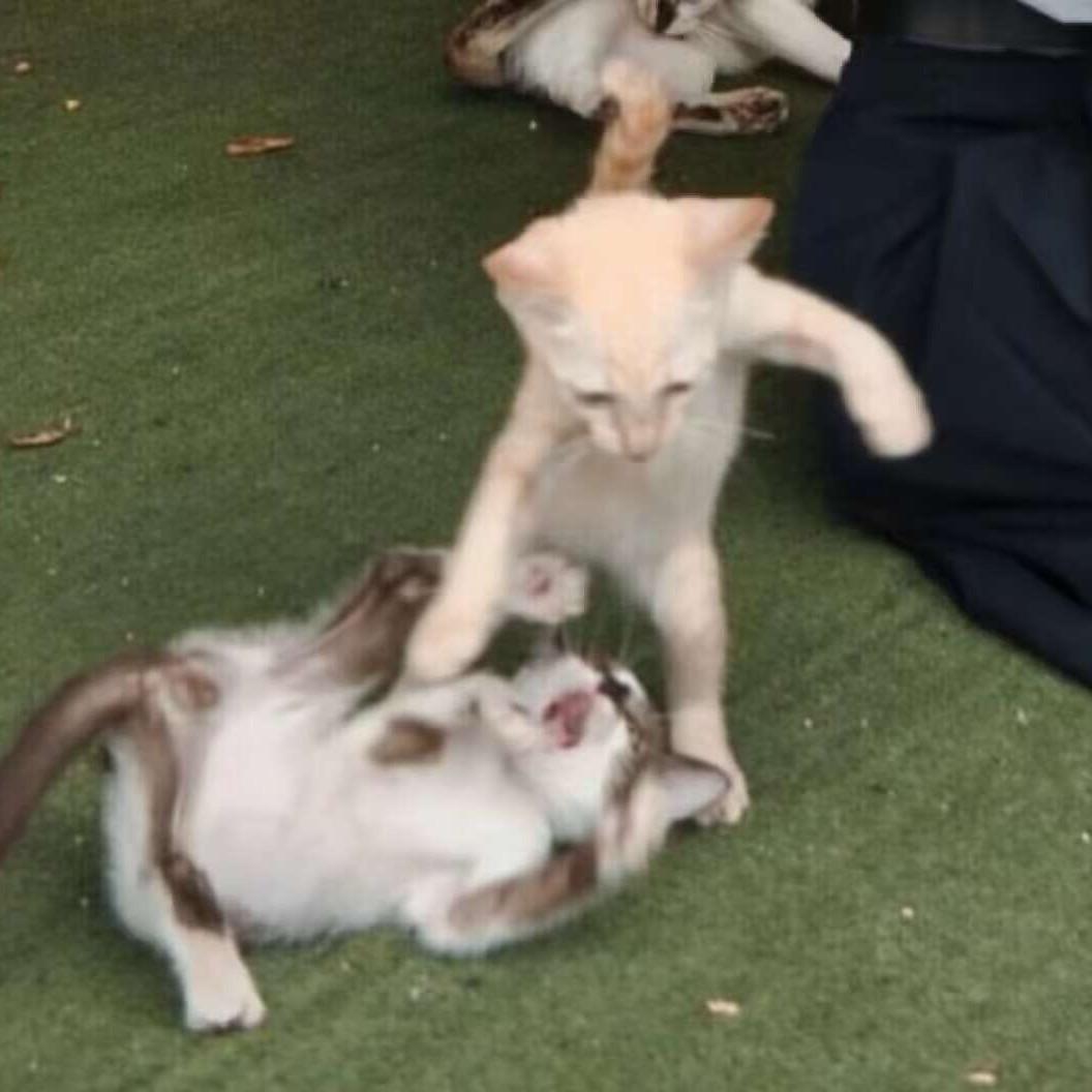 请输入文案