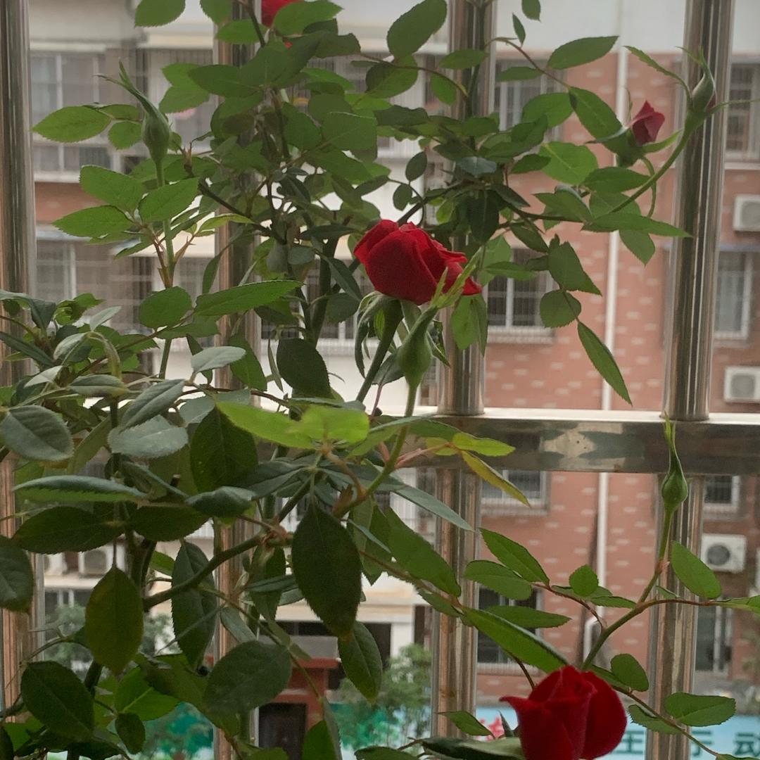 退役女兵（🇨🇳90.3武）