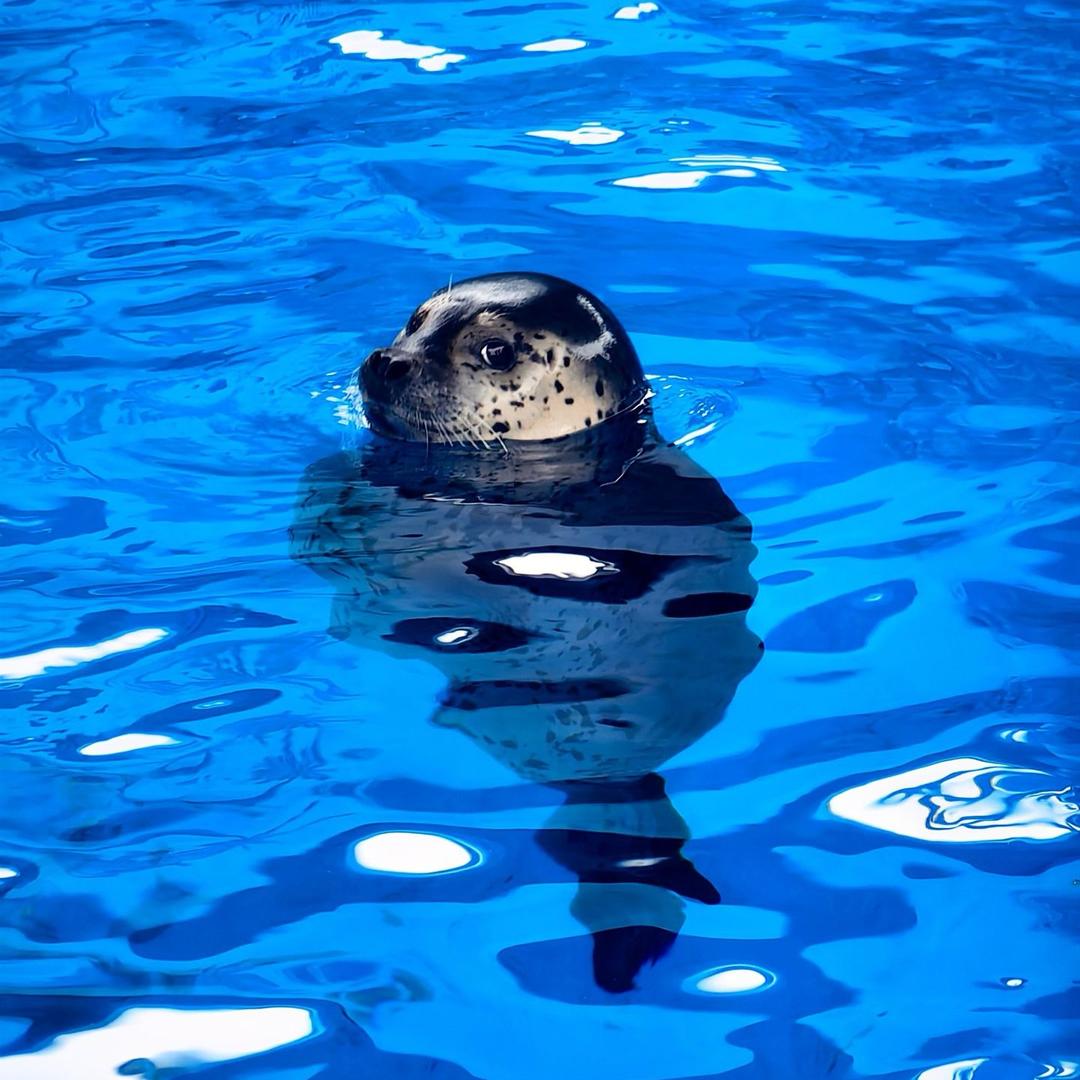 修海豹乱窜斯基