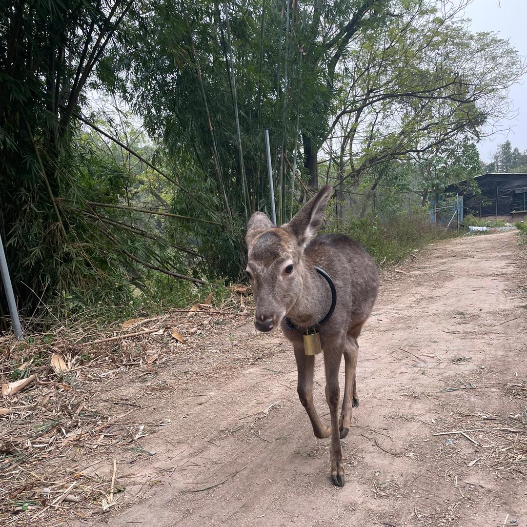 养鹿人在广东-在下原归农