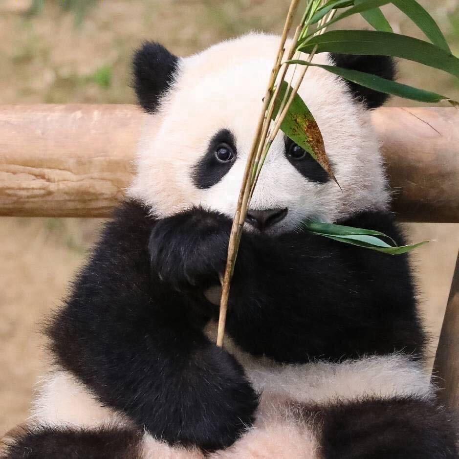 馬