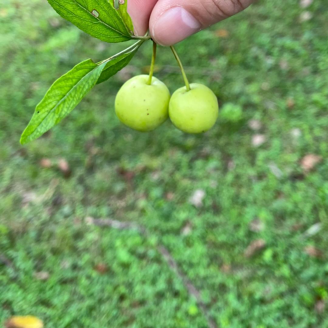 蹇师