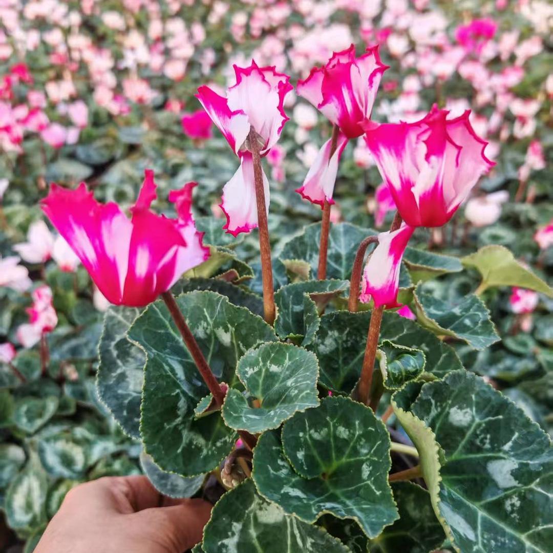 花朵朵花卉园艺