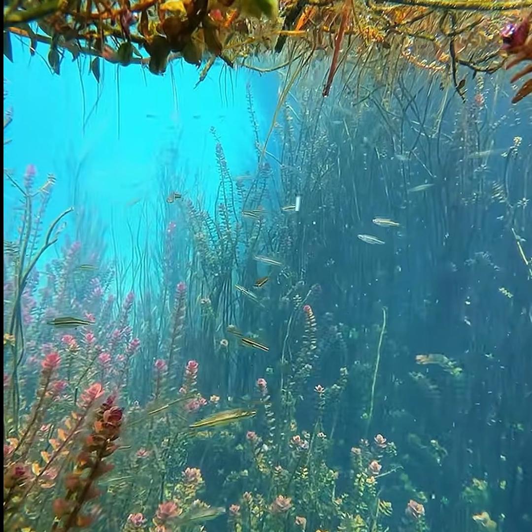 🧚‍♀️若兮🧚‍♂️