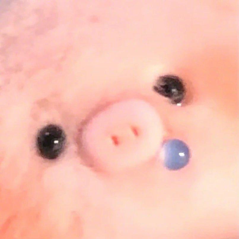奥尔良小猪