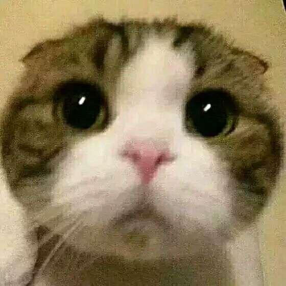 鱼鱼