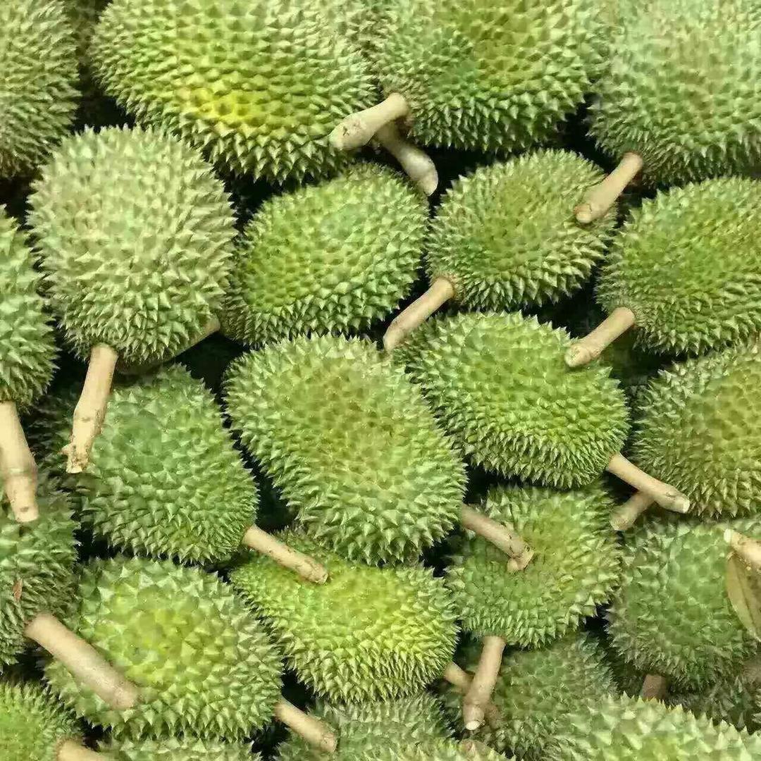榴莲大叔（胖吨吨）