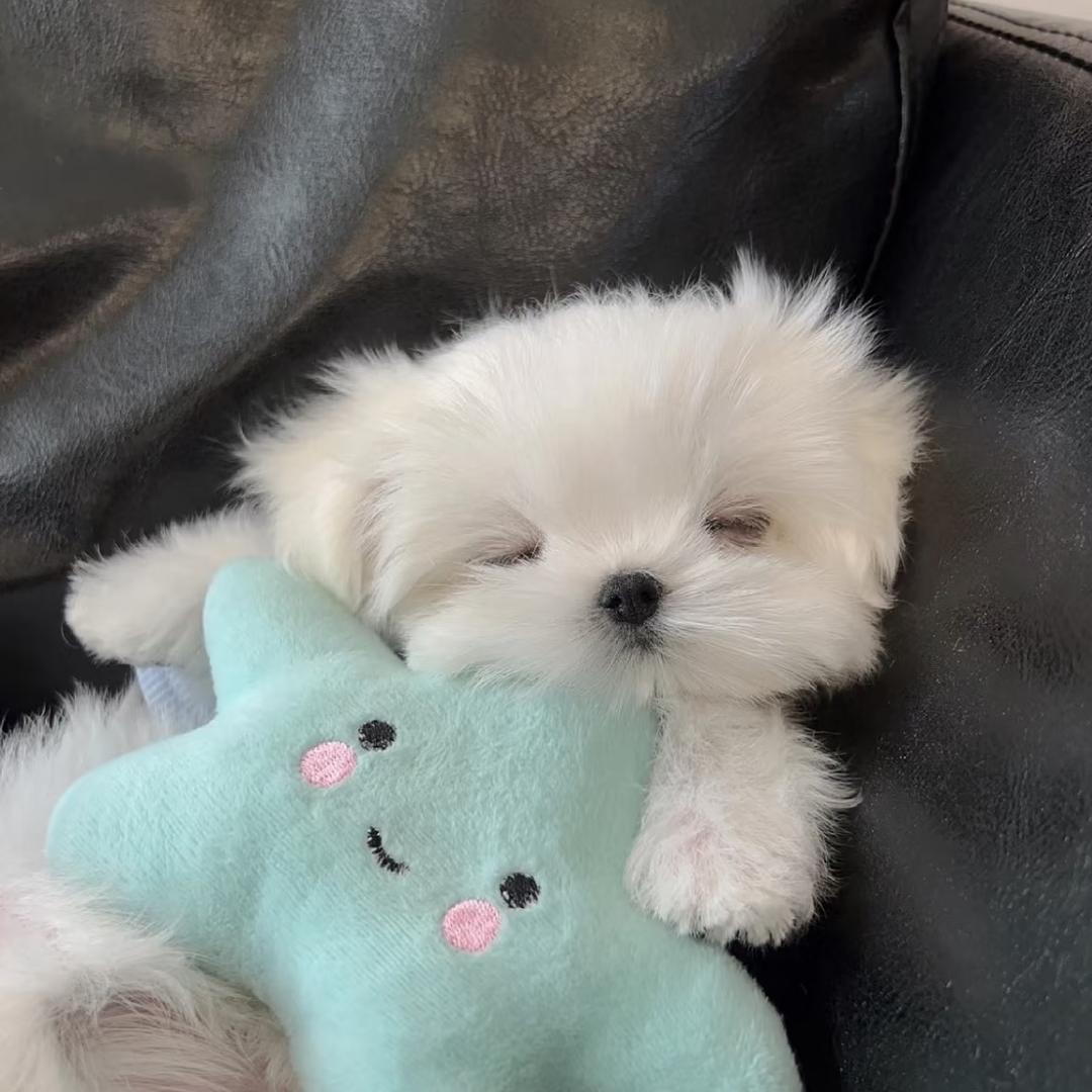 小猪泡泡