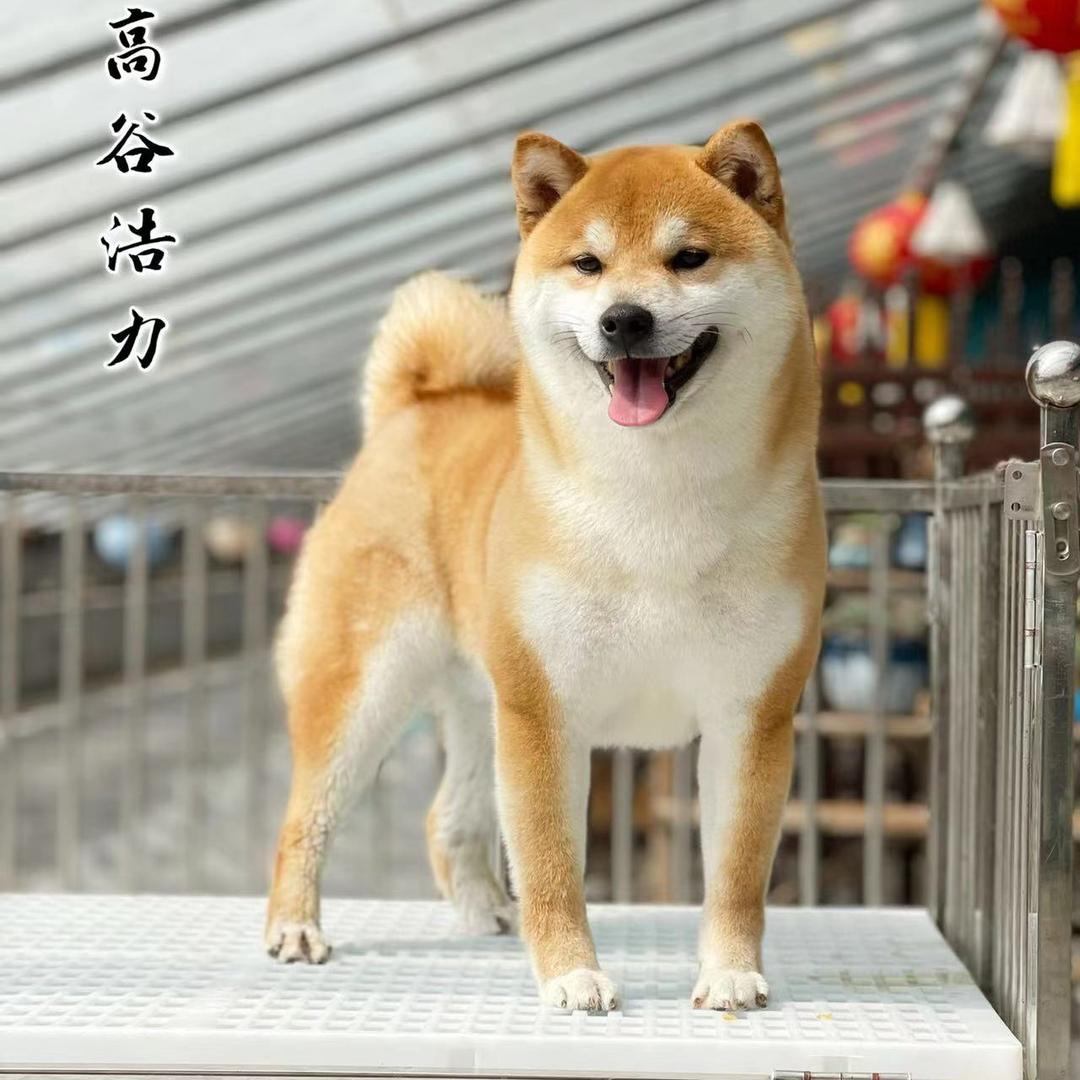 伴西西宠物温情服务工厂店