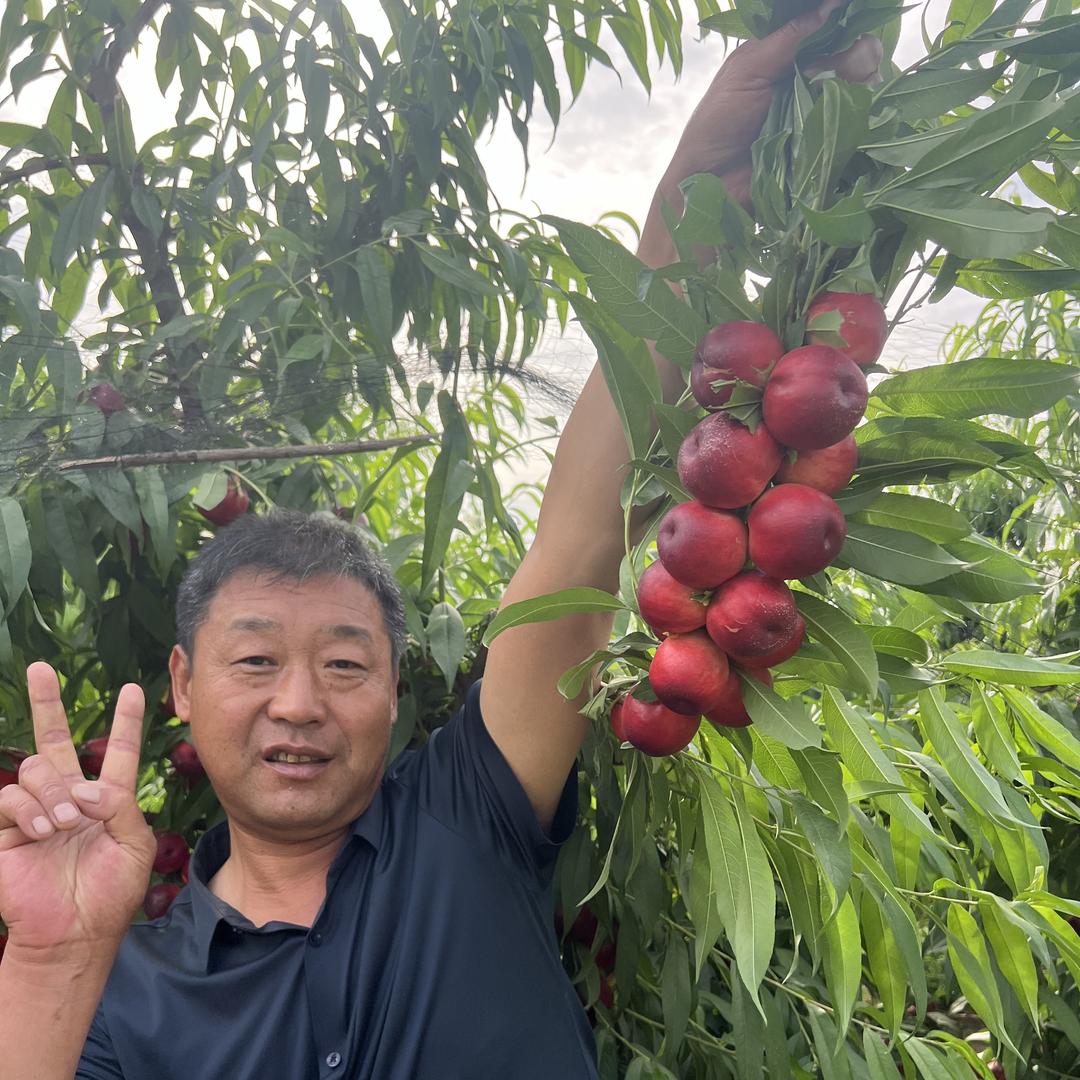 振华特色桃果种苗（惠农）