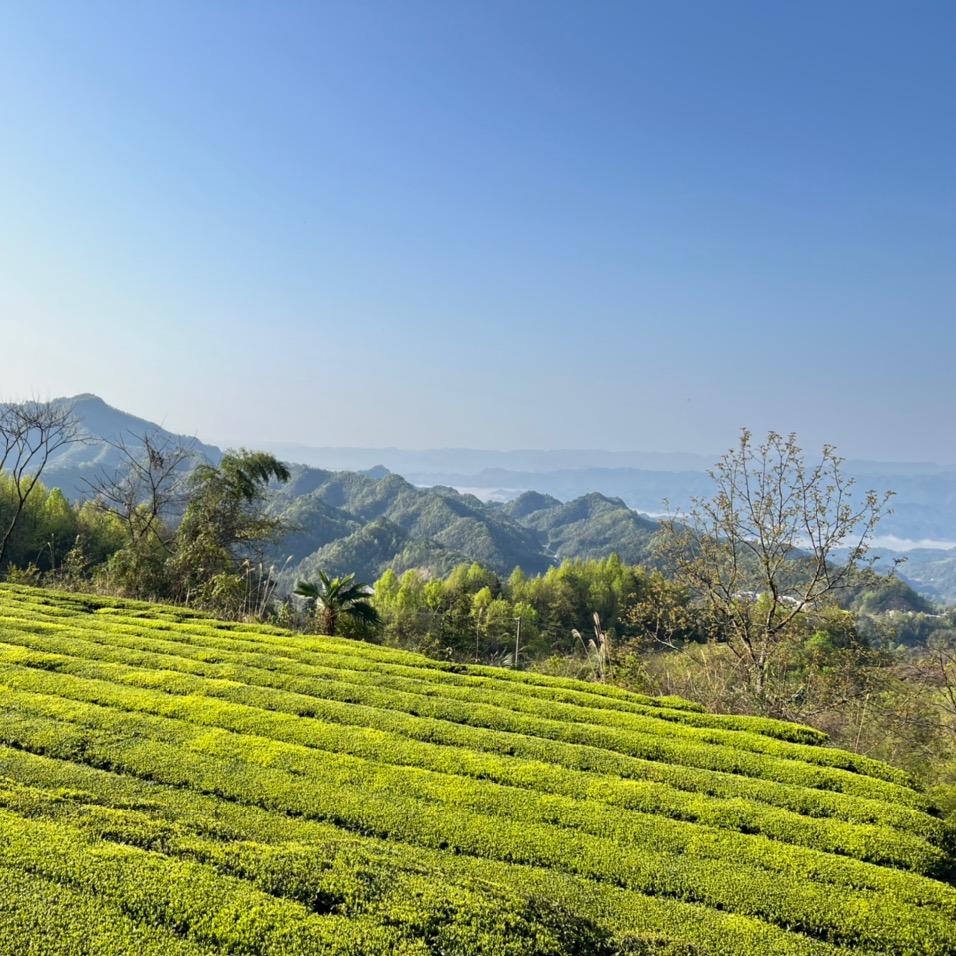 朗州古茶