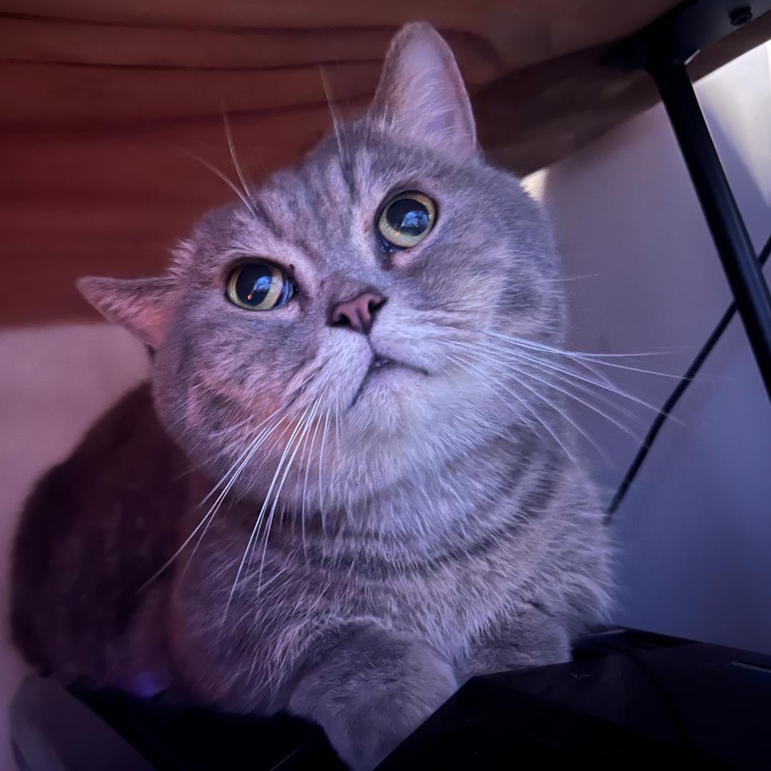 猫meme喵