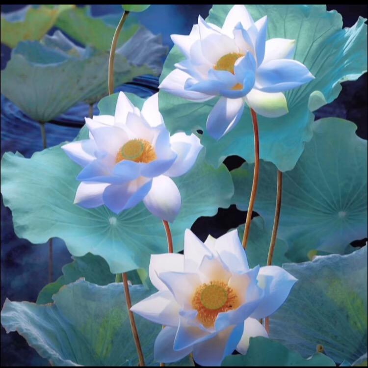 肖遥自在