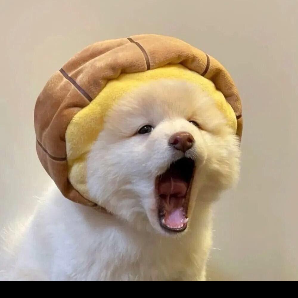 CC很哇塞