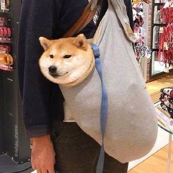 Mr.树（流浪去了）